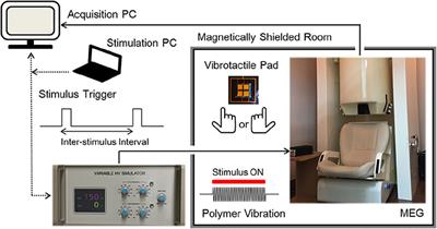 Vibration Alert to the Brain: Evoked and Induced MEG Responses to High-Frequency <mark class="highlighted">Vibrotactile</mark> Stimuli on the Index Finger of Dominant and Non-dominant Hand